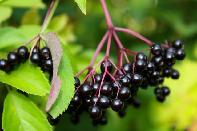 Common-Elder-berry.jpg