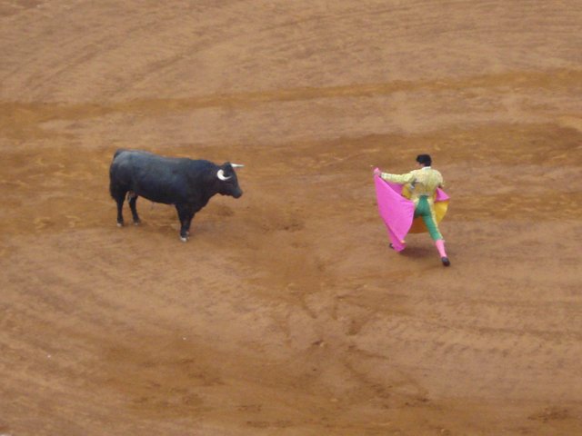 Bull Fight11.JPG