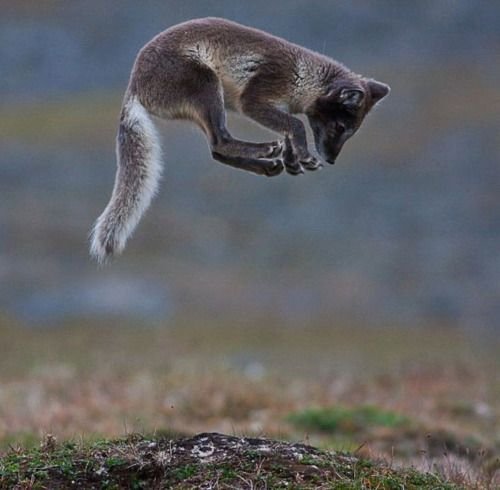 arctic_fox_jumping.jpg