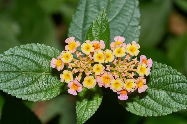 Lantana_camara-Silent_Valley-2016-08-14-001.jpg