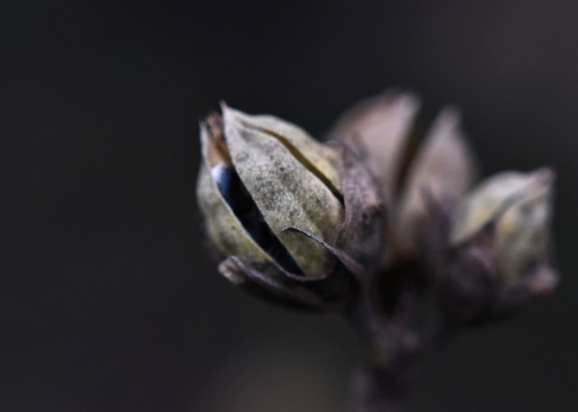 seed pods dry stuff.jpg