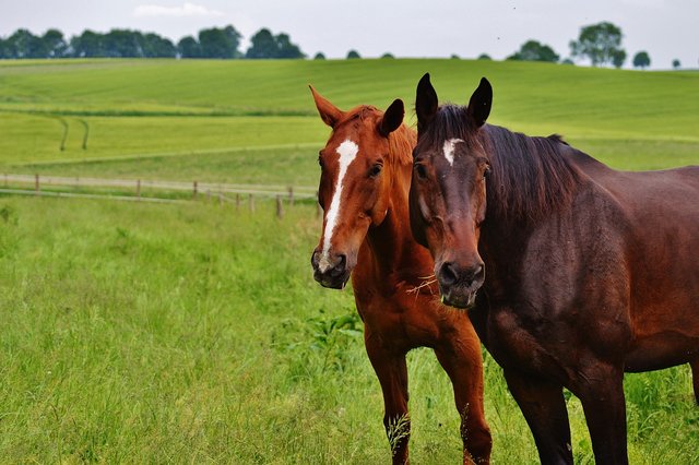 horses-1617962_1280.jpg