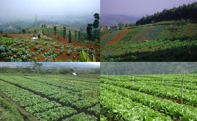 sayur.jpg