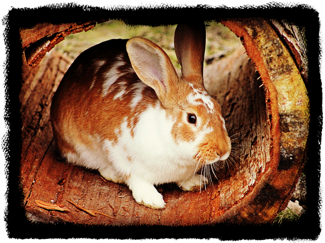 rabbit-2746741_1920.png