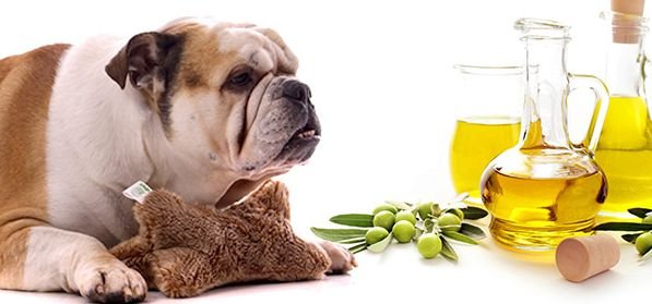 Magical Reasons to Add Olive Oil to Your Dog s Diet Steemit