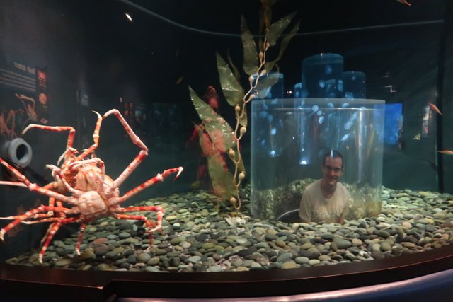 Crab The Tennessee Aquarium in Chattanooga.JPG