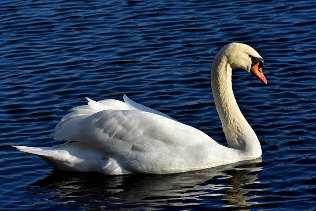 swan-3135372_960_720.jpg