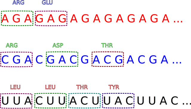 Codons.png