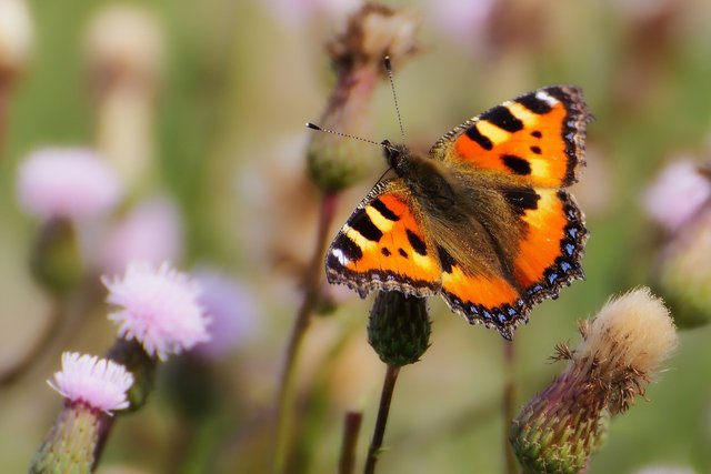 Butterflies-Little-Fox-Butterfly-Animals-Insect-176860.jpg