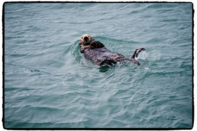 sea-otter-1992876_1280.jpg