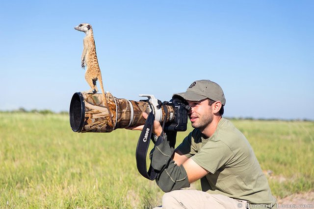 animals-with-camera-helping-photographers-2__880.jpg