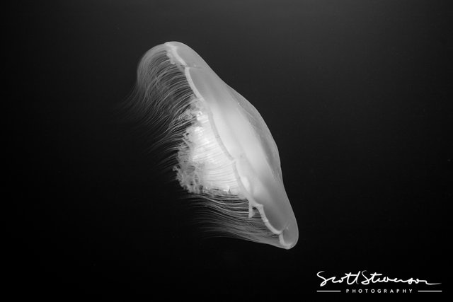 Moon Jellyfish-1.jpg