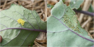 Cabbage White .jpg