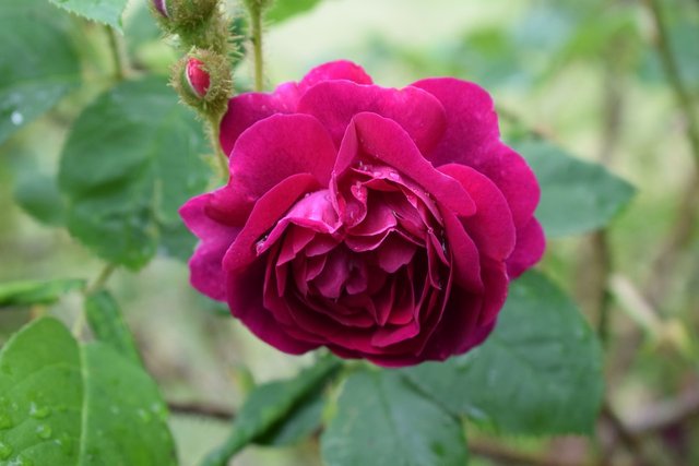 ros-2510970_960_720.jpg