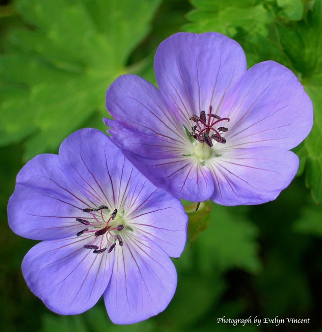 Geranium-Roxanne-2005-PA-1.jpg