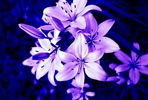 purple_tiger_lily__s_by_xxemptysoulxx.jpg