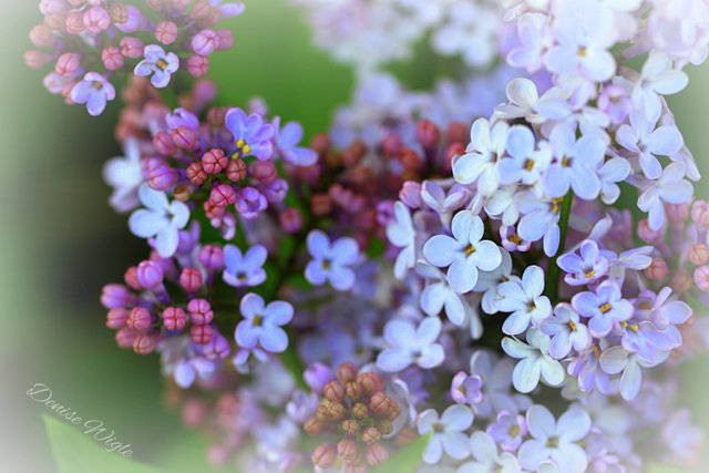 Lilac 2.jpg