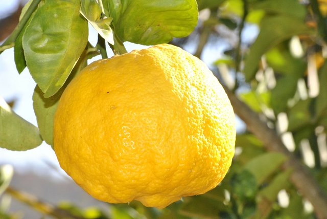 lemon-181650_1280.jpg