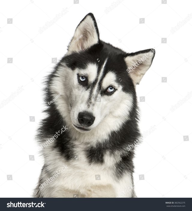 stock-photo-close-up-of-a-husky-in-front-of-a-white-background-382562275.jpg