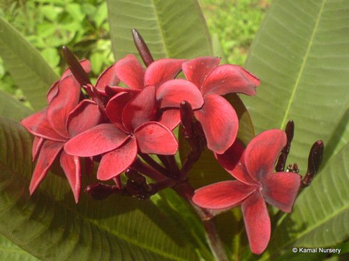 plumeria-rubra-500x500.jpg