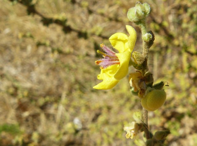 yellow wildflower verbascum sinuatum 2.jpg