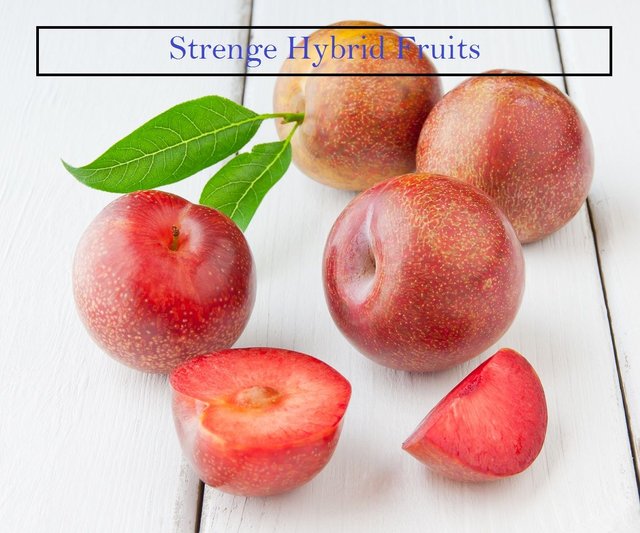 Pluot-Plums.jpg