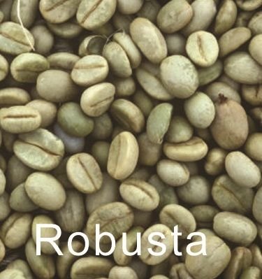 ROBUSTA.jpg