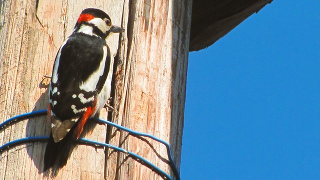 woodpecker