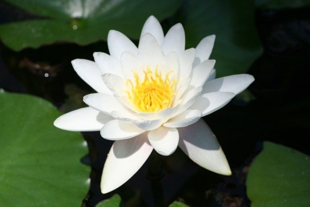 flowers-of-bangladesh-1.jpg