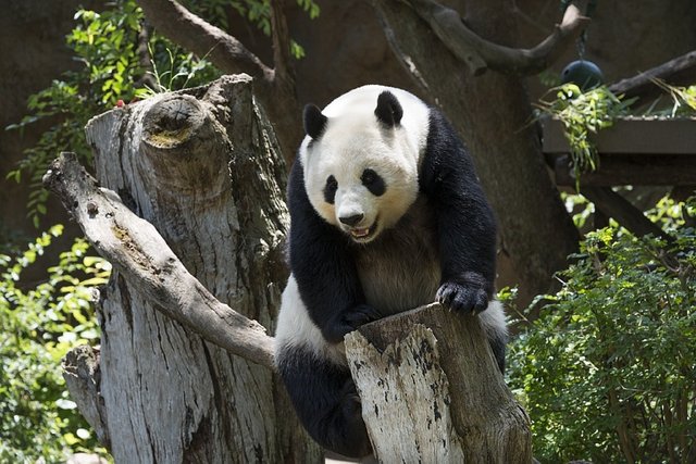 panda-739331_960_720.jpg