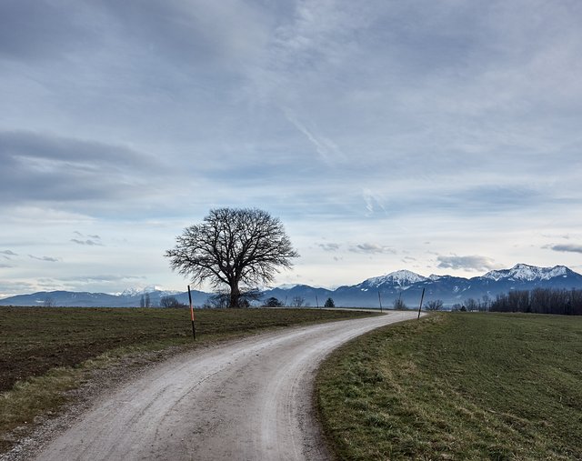 Aisching Tree - Edited Photo by Thomas Järvinen.jpg