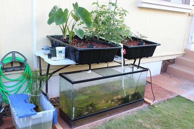 small-aquaponics-setup-4.jpg