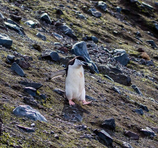 chinstrap penguin-1.jpg