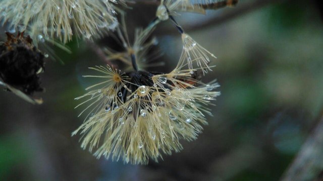 dandelion (2).jpg