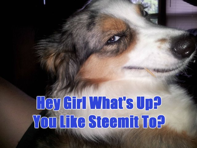 steemitdoge2.jpg