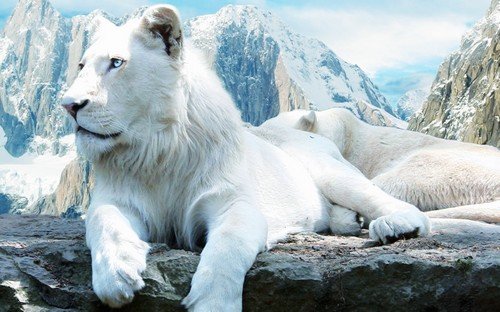 Lion-white-hd-wallpaper.jpg