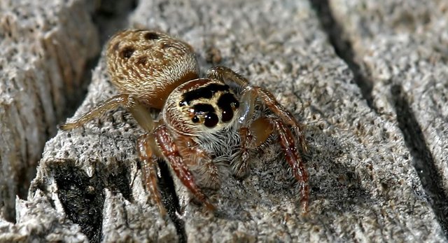 Salticidae Salticidae Opisthoncus sp.jpg