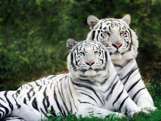 Imagenes-de-tigres-1.jpg