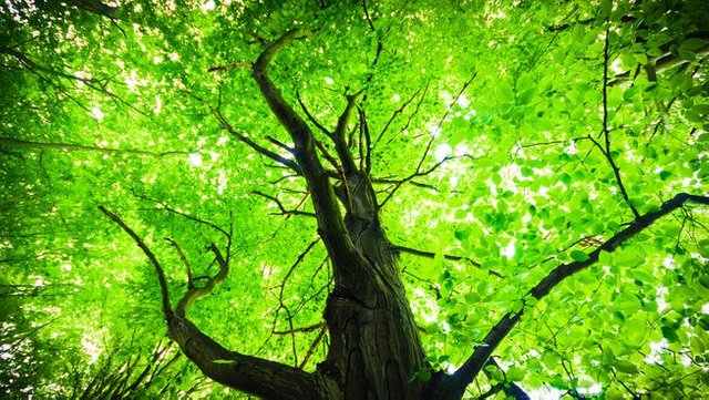 big-green-tree.jpg.653x0_q80_crop-smart.jpg
