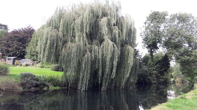 weeping willow.jpg