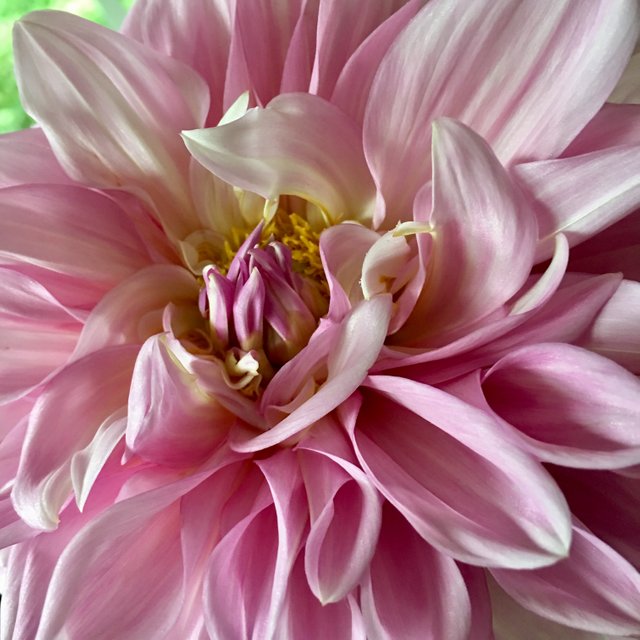 dahlia 3.jpg