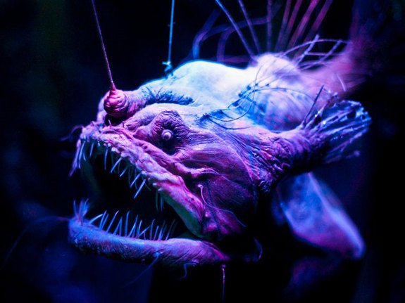 anglerfish.JPG