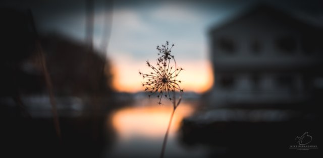 Flower Sunset.JPG