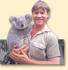 steve_koala.1.jpg