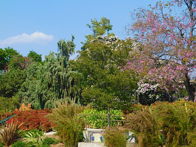 los angeles arboretum, flowers of paradise, birds of paradise, animalphotography, jeronimo rubio (10).JPG