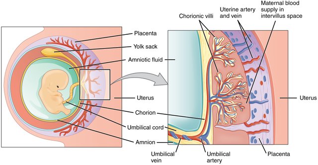 2910_The_Placenta-02.jpg