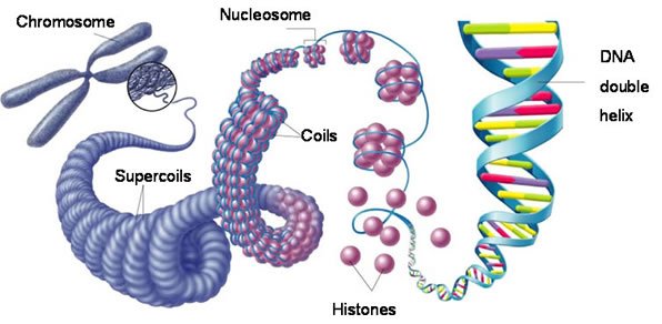 DNA to chromosome.jpg