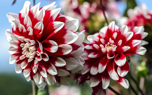 dahlias-red-white 1.jpg