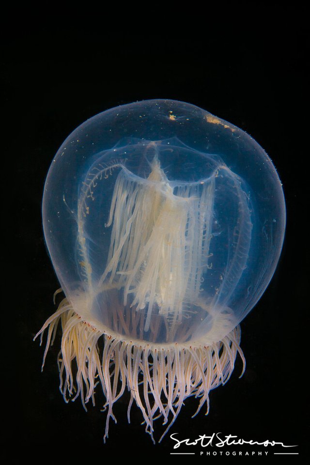 Red-eyed Medusa Jellyfish-2.jpg