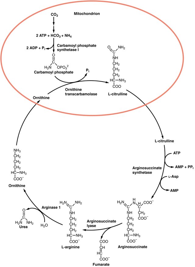 2518_Urea_Cycle.jpg